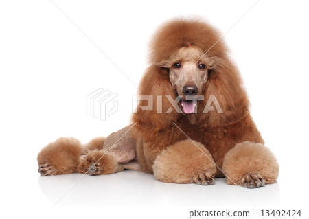 Red Poodle on white background 13492424