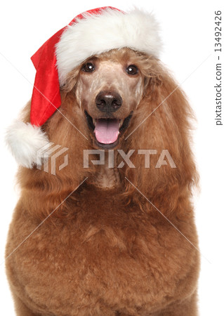 Royal poodle in Santa red hat 13492426