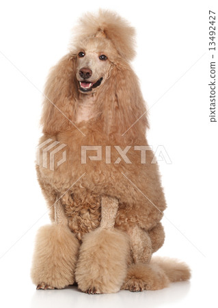 Standard Apricot Poodle portrait 13492427