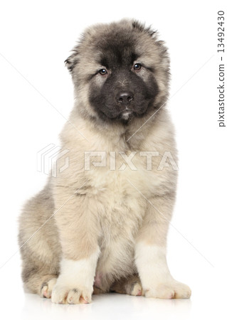 Central Asian Shepherd puppy Central Asian Shepherd puppy 13492430