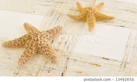 starfish starfish 13492658
