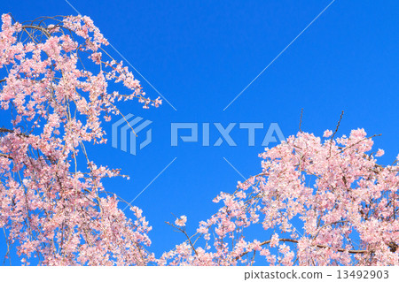 櫻花_藍天 櫻花_藍天 13492903