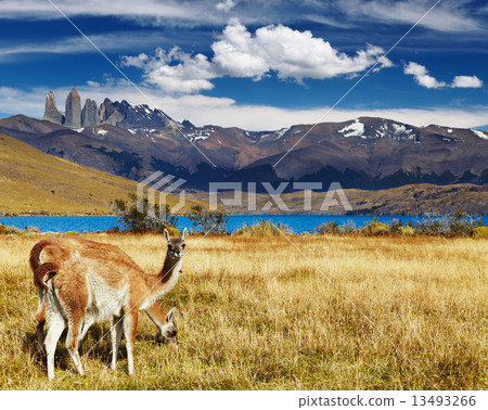 Torres del Paine, Patagonia, Chile 13493266