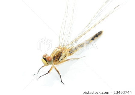 Akiakane dragonfly white back Akiakane dragonfly white back 13493744