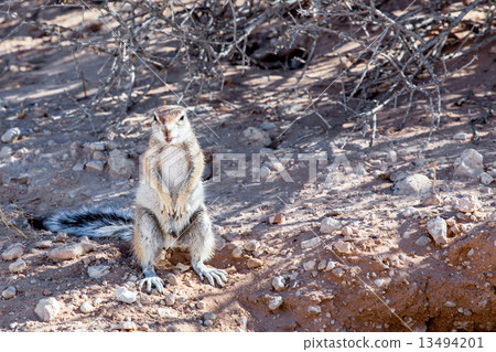 South African ground squirrel Xerus inauris 13494201