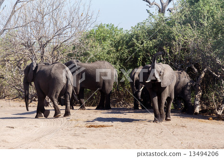 African Elephant in Chobe National Park African Elephant in Chobe National Park 13494206