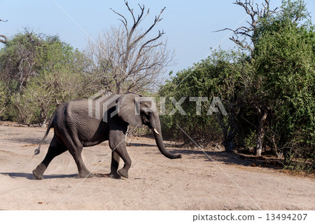 African Elephant in Chobe National Park African Elephant in Chobe National Park 13494207