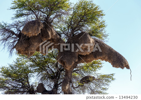 African sociable weaver big nest on tree 13494230