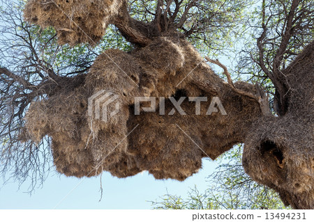 African sociable weaver big nest on tree African sociable weaver big nest on tree 13494231