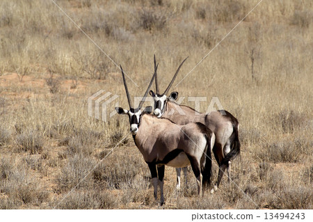 Gemsbok, Oryx gazella 13494243