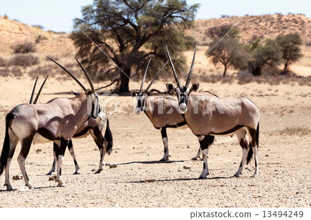Gemsbok, Oryx gazella 13494249