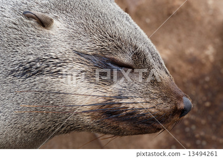 portrait of Brown fur seal - sea lions in Namibia 13494261