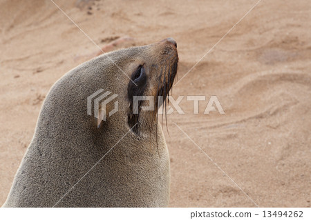 portrait of Brown fur seal - sea lions in Namibia 13494262