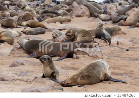 huge colony of Brown fur seal - sea lions in Namibia huge colony of Brown fur seal - sea lions in Namibia 13494263