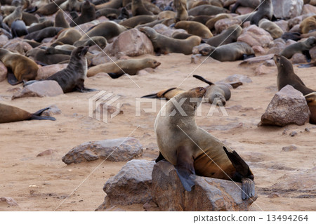 huge colony of Brown fur seal - sea lions in Namibia 13494264