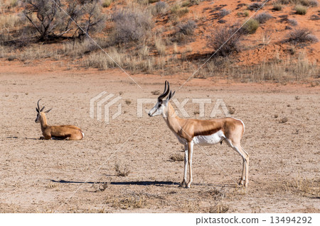 Springbok Antidorcas marsupialis in kgalagadi, South Africa Springbok Antidorcas marsupialis in kgalagadi, South Africa 13494292