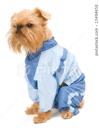 Dog in a blue jacket. Dog in a blue jacket. 13494658
