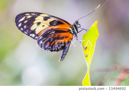 Butterfly Butterfly 13494692
