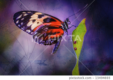 Butterfly 13494693