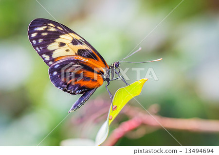 Butterfly Butterfly 13494694