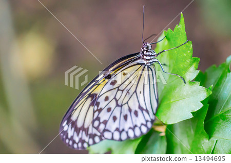 Butterfly 13494695