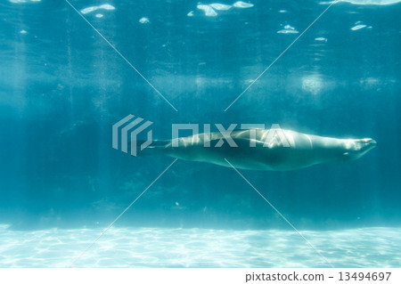 Sea lion diving underwater in zoo Sea lion diving underwater in zoo 13494697