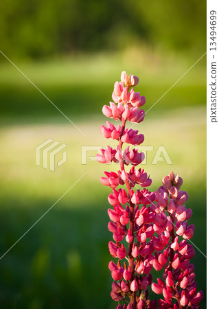 Pink lupine flower close-up 13494699