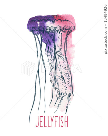Hand drawn jellyfish. Vector illustration. Hand drawn jellyfish. Vector illustration. 13494926