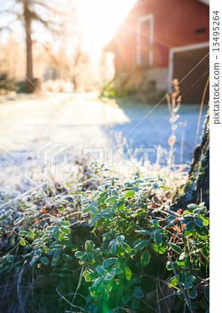 Sun shining over farm yard to frozen lingonberry twig 13495264