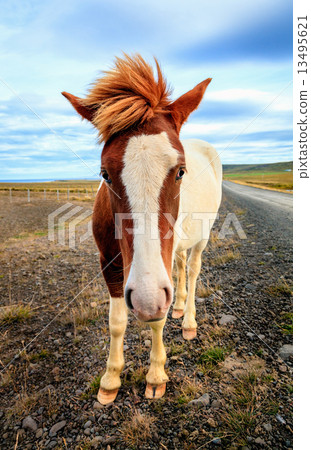 Icelandic pony Icelandic pony 13495621