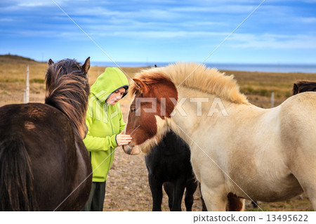 Woman with Icelandic Ponies Woman with Icelandic Ponies 13495622