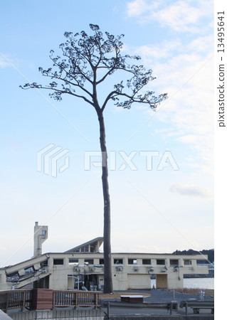 在陸前高田市的Ichimatsu 13495641