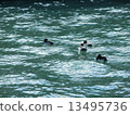 Waterfowl 13495736