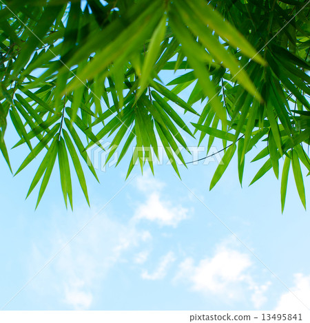 图库照片: bamboo leaves