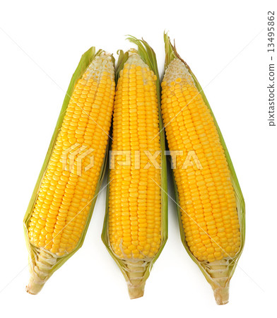 Corn 13495862