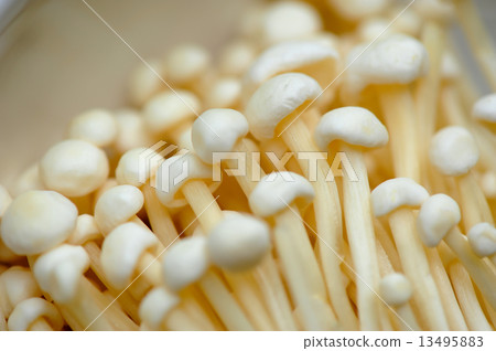 Golden needle mushroom 13495883