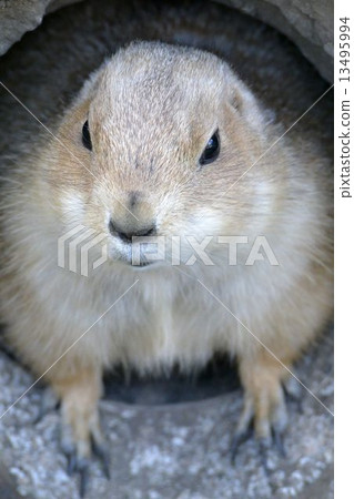 Oglo Plei Dog 13495994