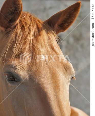 red horse look closeup 13496738