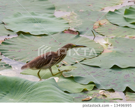 Indian pond-heron walking on leaves 13496995