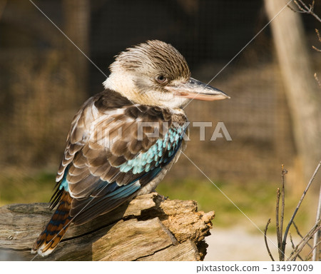 Blue-winged kookaburra - Dacelo leachii 13497009