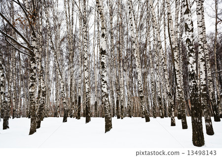 bare birch trunks in urban park bare birch trunks in urban park 13498143