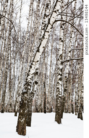 birch trees in urban park birch trees in urban park 13498144