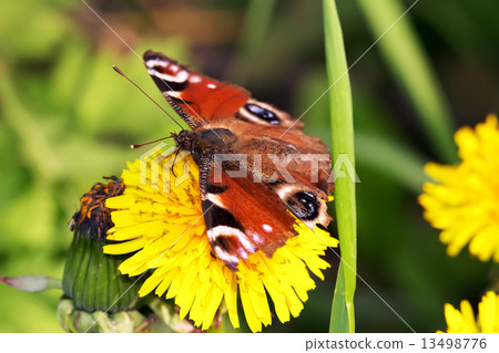 Monarch butterfly on yellow dandelion closeup Monarch butterfly on yellow dandelion closeup 13498776