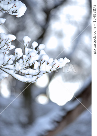 Snow makeup tree 13498872