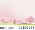 Cherry blossoms and cherry blossoms snowstorm 13499133