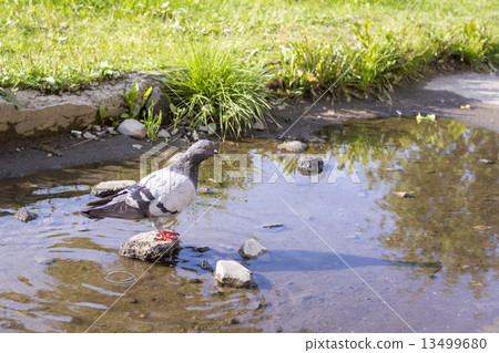 Dove on stone in puddle in summer 13499680