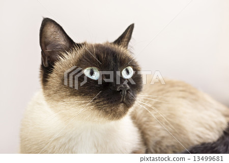 Portrait of siamese cat Portrait of siamese cat 13499681