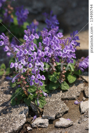 我的名字是Watanabe Tatsunamisou。 我的名字是Watanabe Tatsunamisou。 13499744