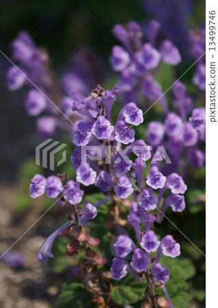 我的名字是Watanabe Tatsunamisou。 我的名字是Watanabe Tatsunamisou。 13499746