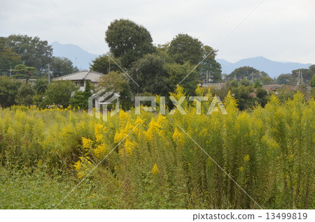 Takatsuki Hachioji佐藤的秋天在東京 13499819